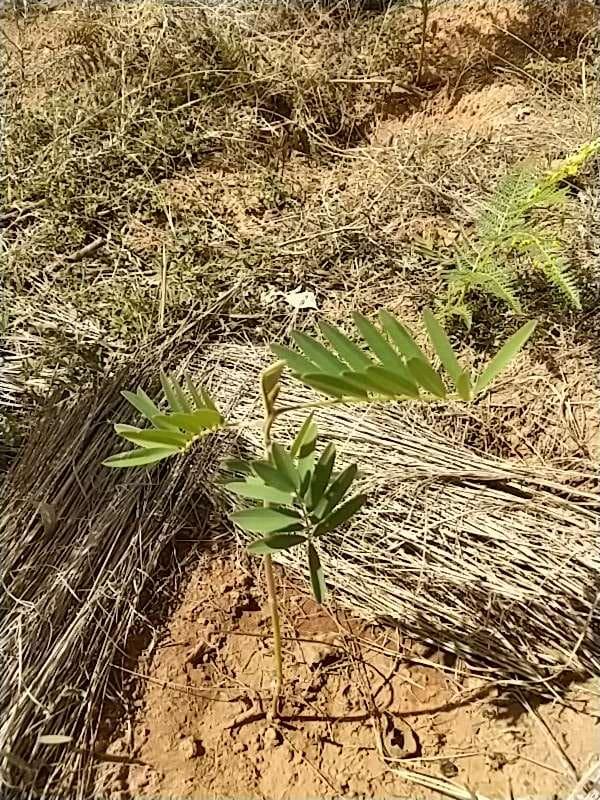 tree image