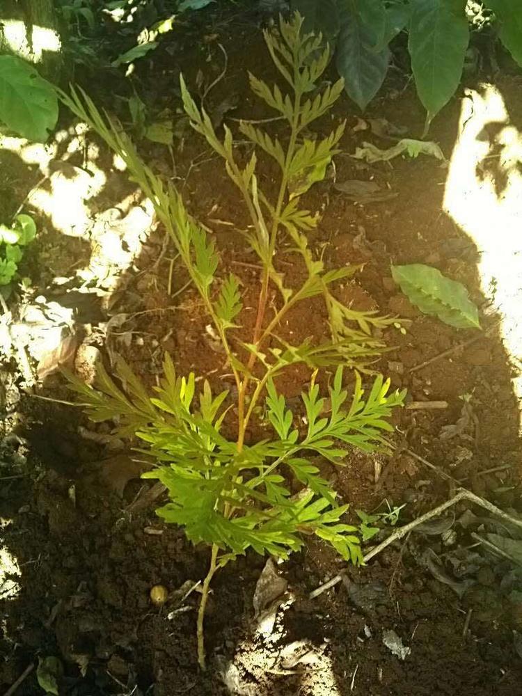 tree image