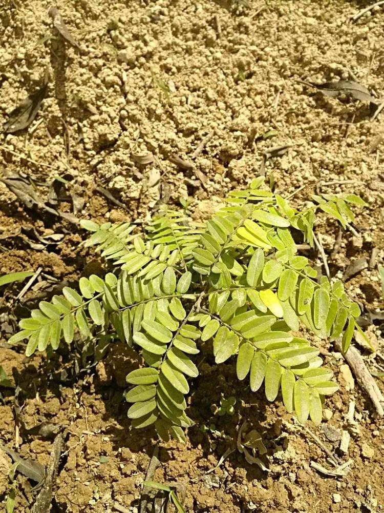 tree image
