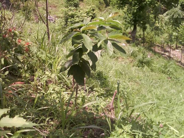 tree image
