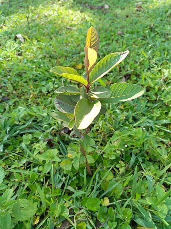 tree image