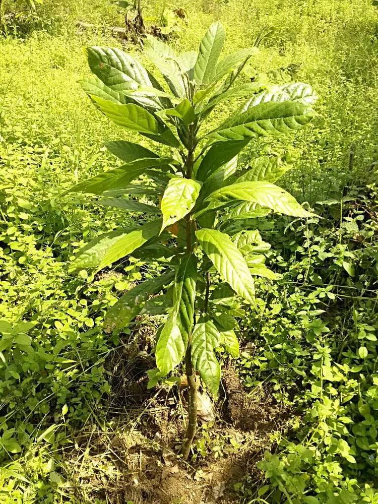 tree image
