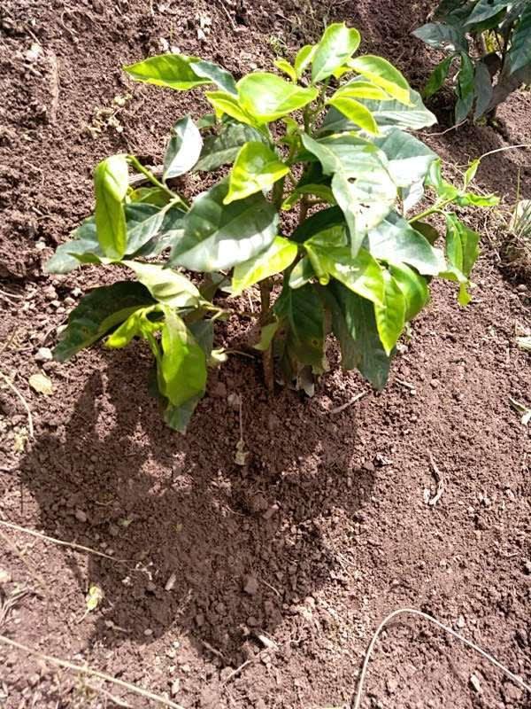 tree image