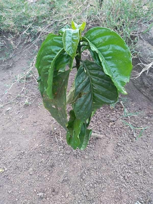 tree image