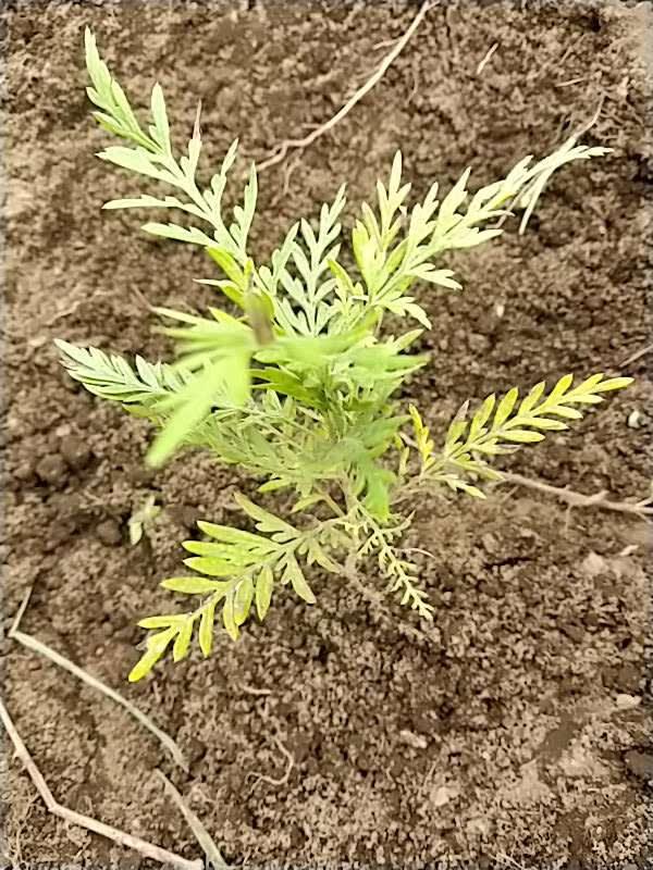 tree image