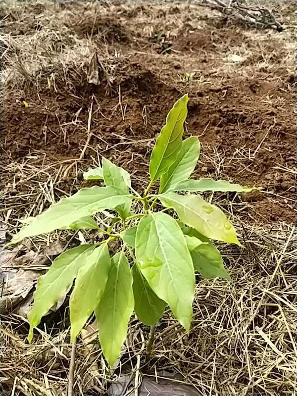 tree image
