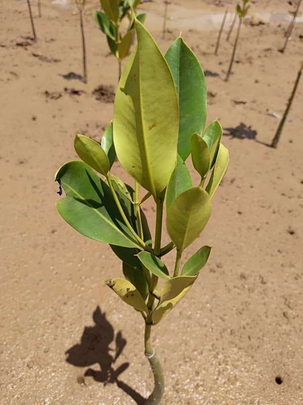 tree image