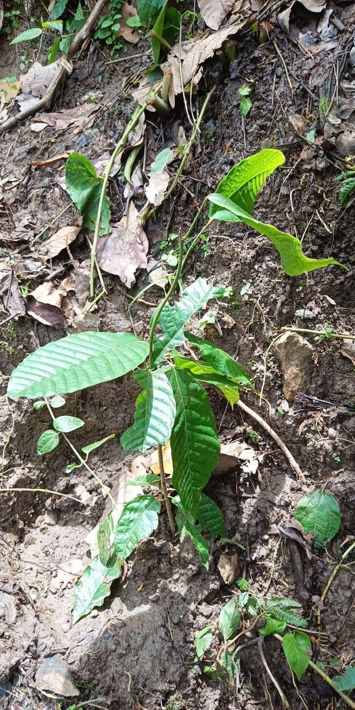 tree image