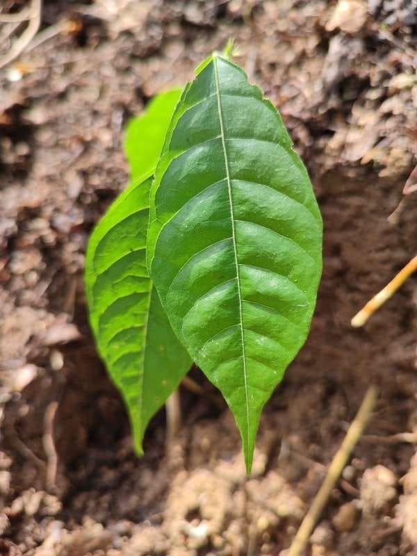 tree image