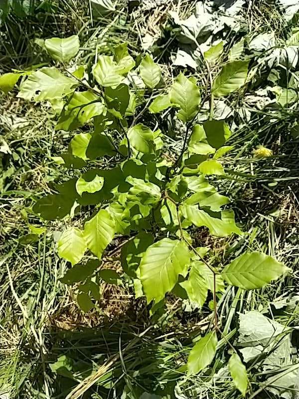 tree image