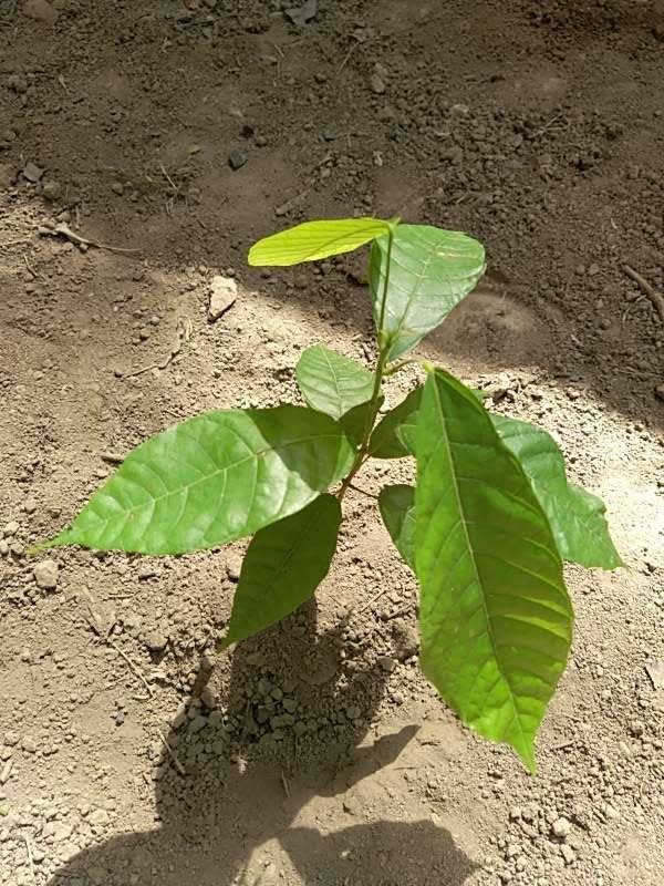 tree image