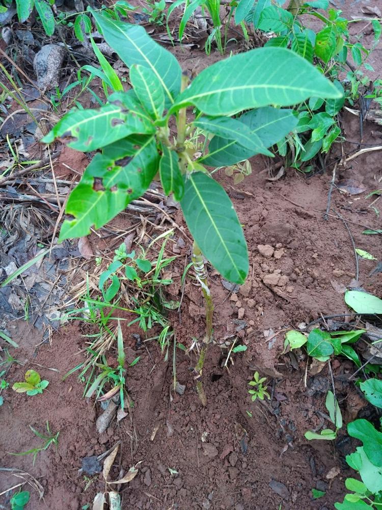 tree image