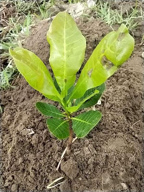 tree image
