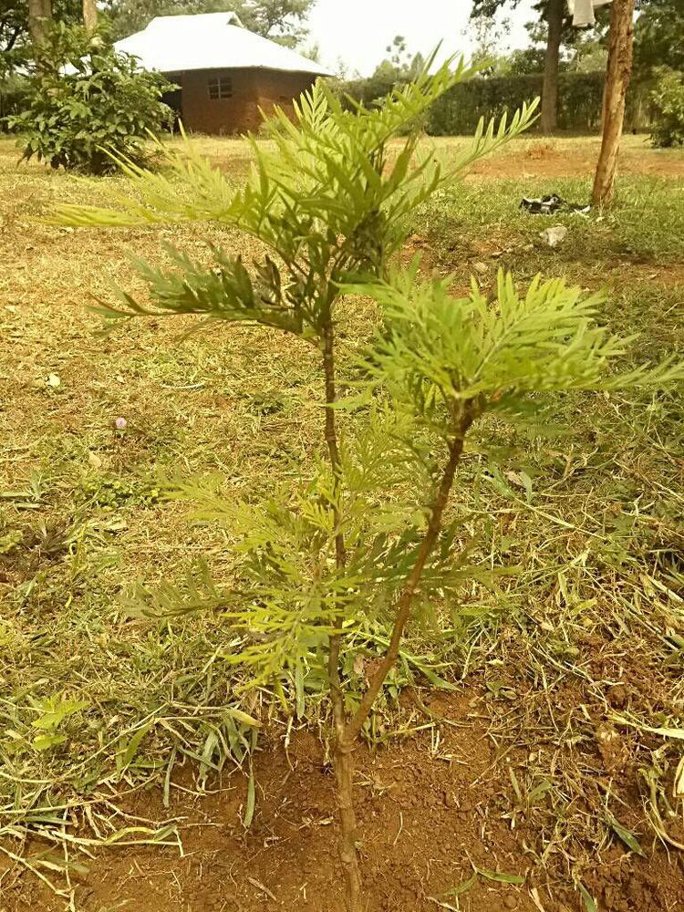 tree image