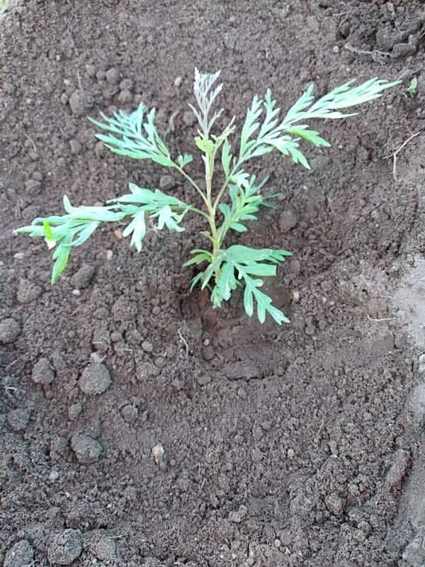 tree image