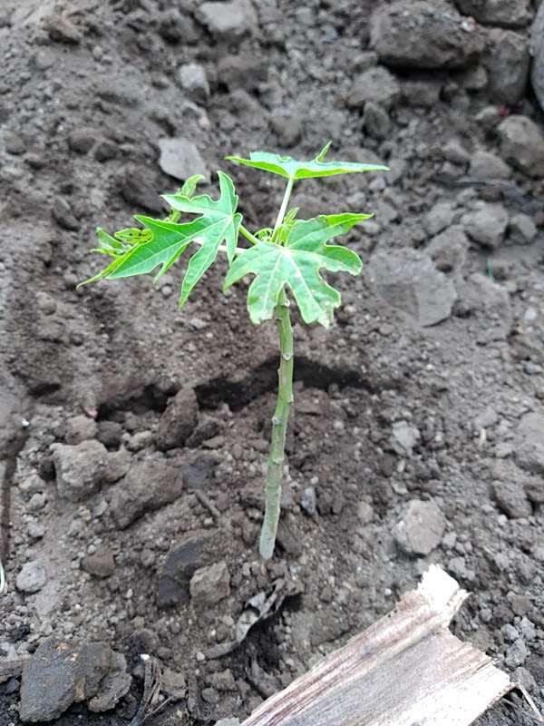 tree image