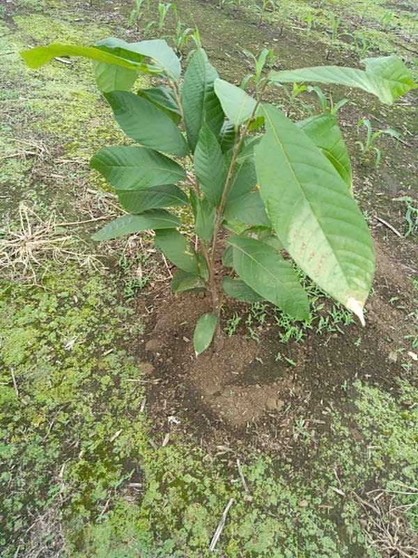 tree image