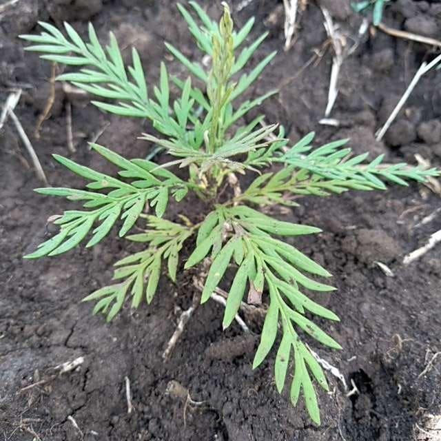tree image