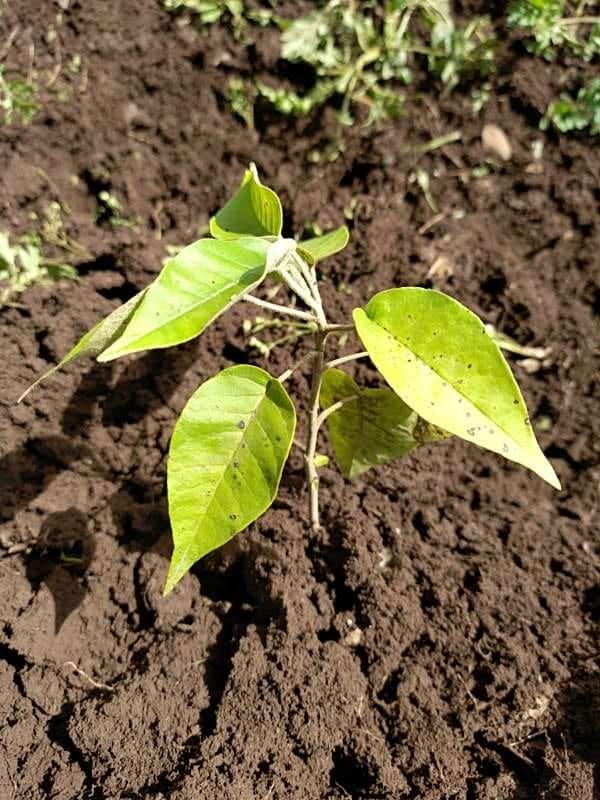tree image