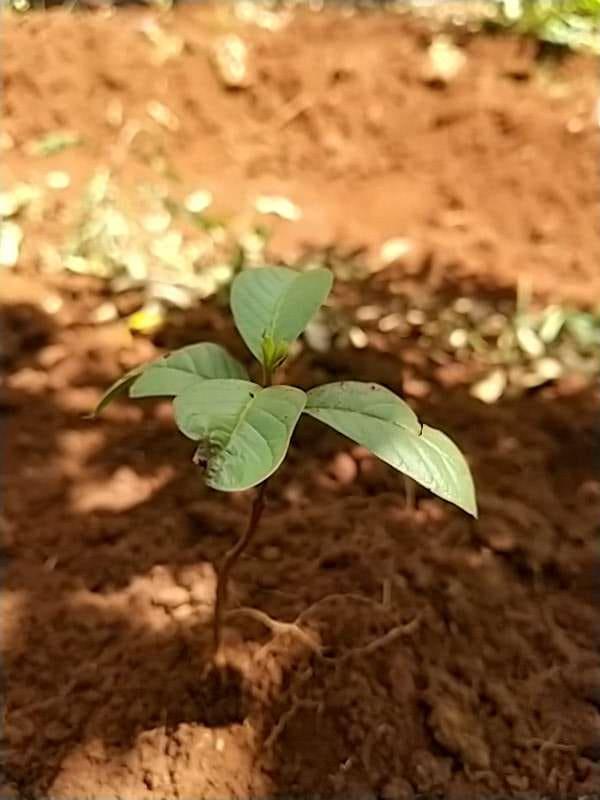 tree image