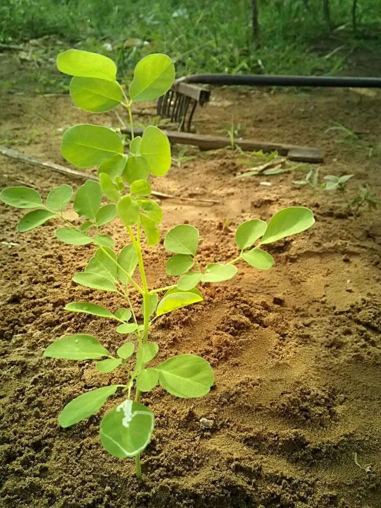 tree image