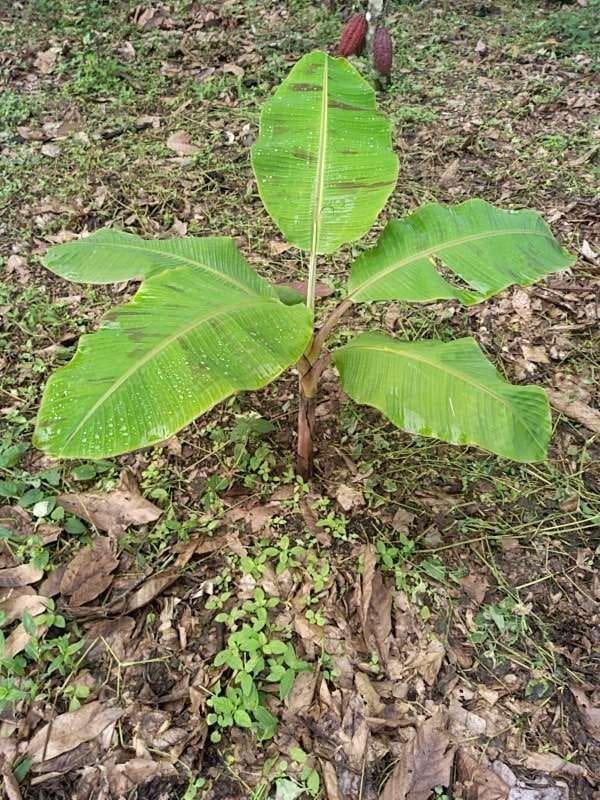 tree image
