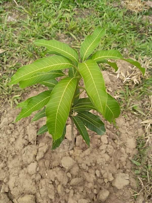 tree image