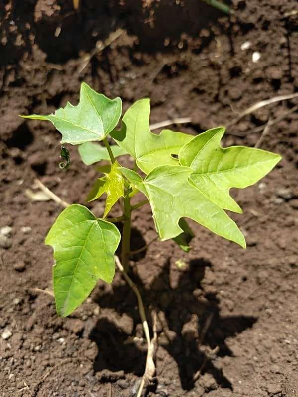 tree image
