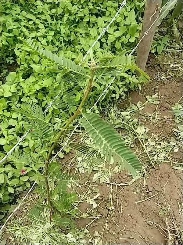 tree image