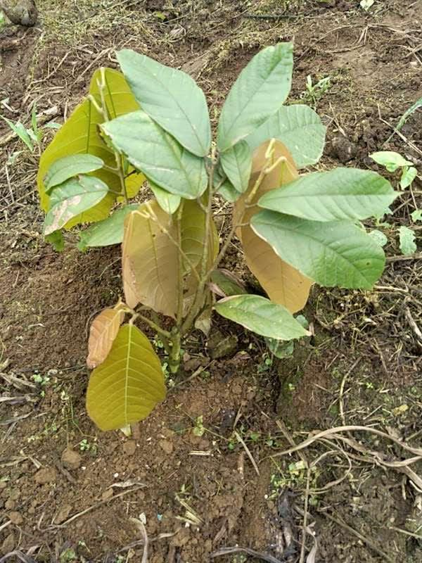 tree image