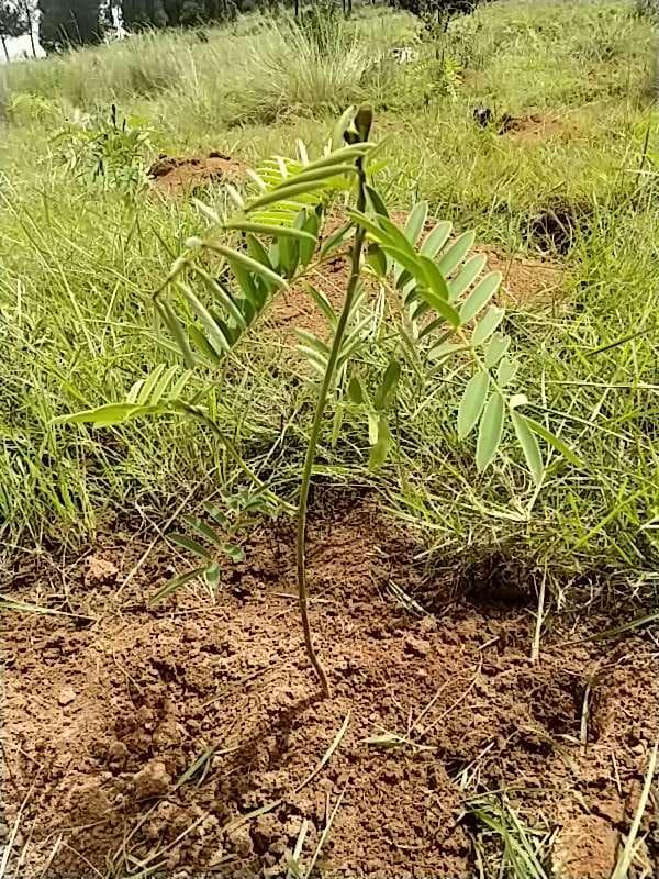 tree image