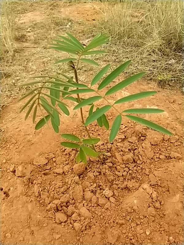 tree image