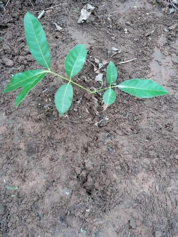 tree image