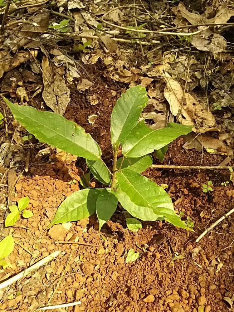 tree image
