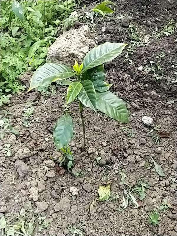 tree image