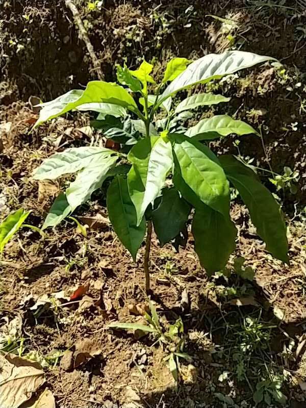 tree image