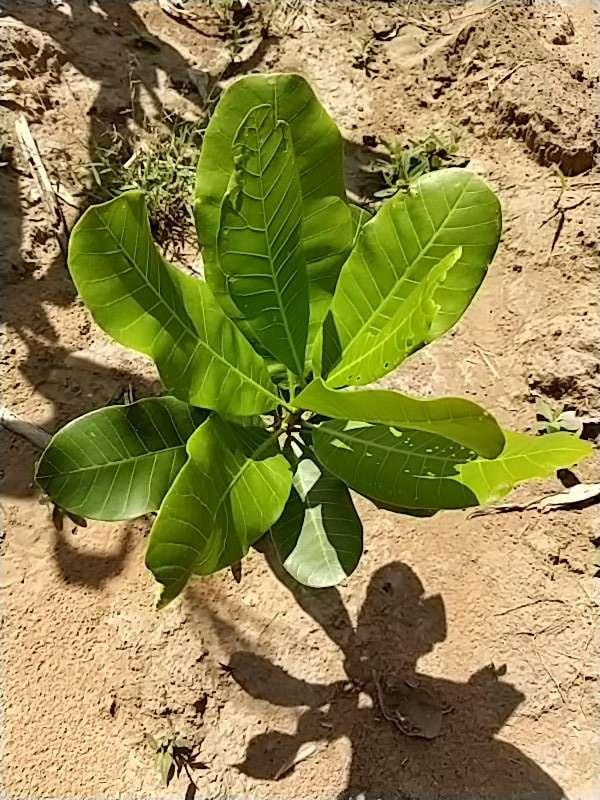 tree image