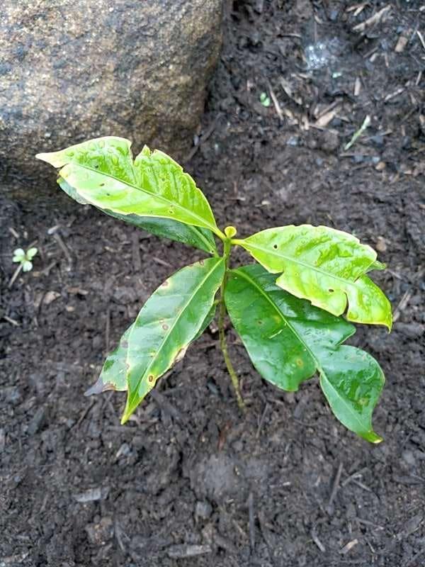 tree image