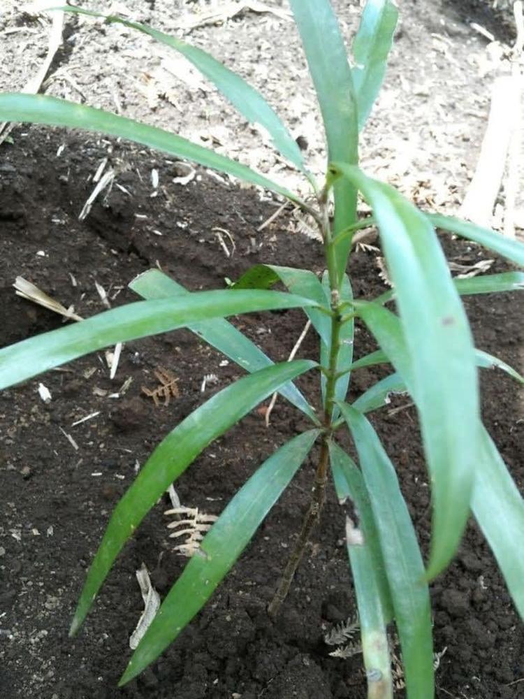 tree image