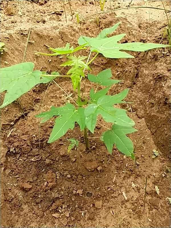 tree image