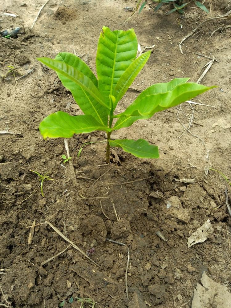 tree image