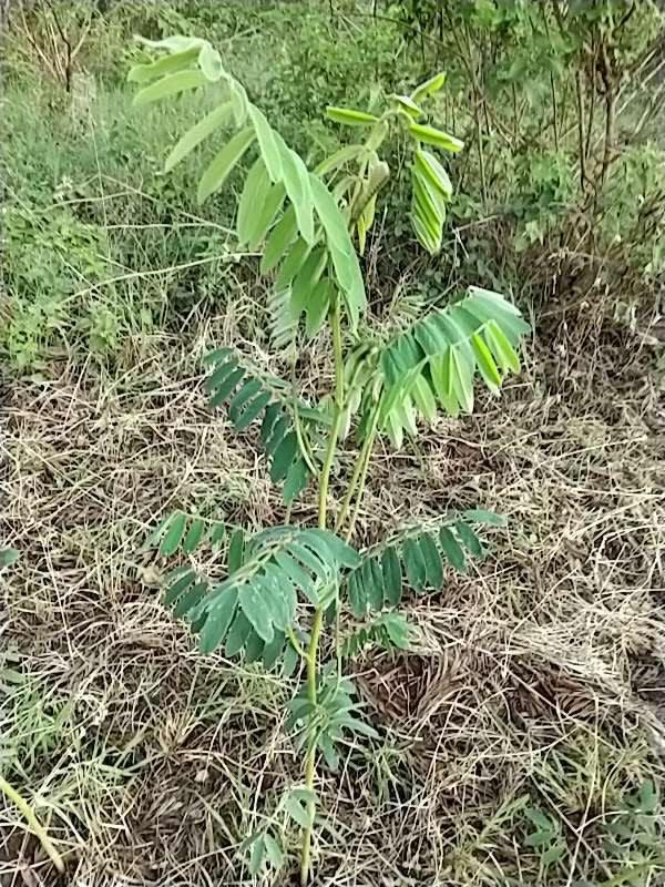 tree image