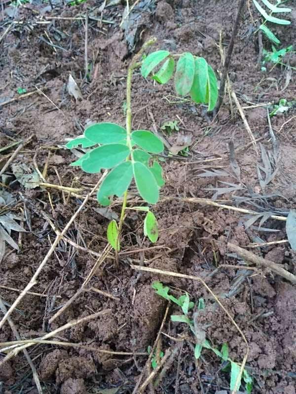 tree image