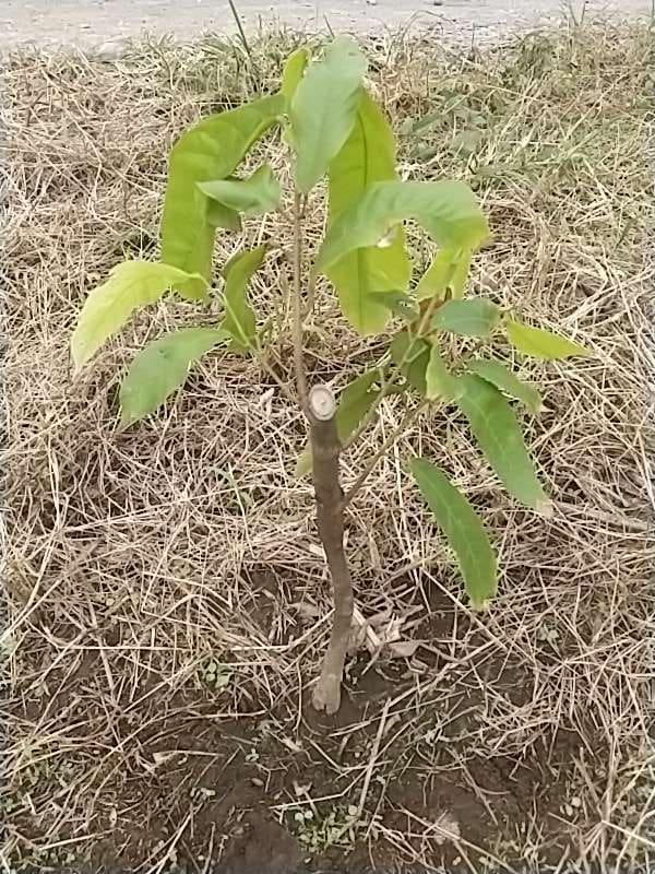 tree image