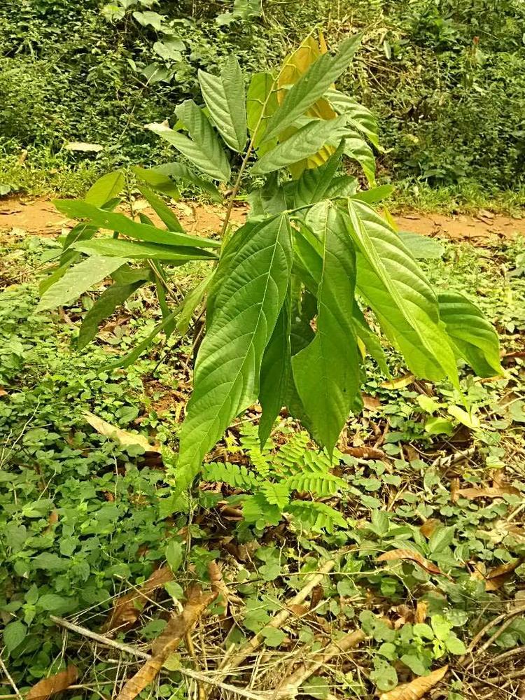 tree image