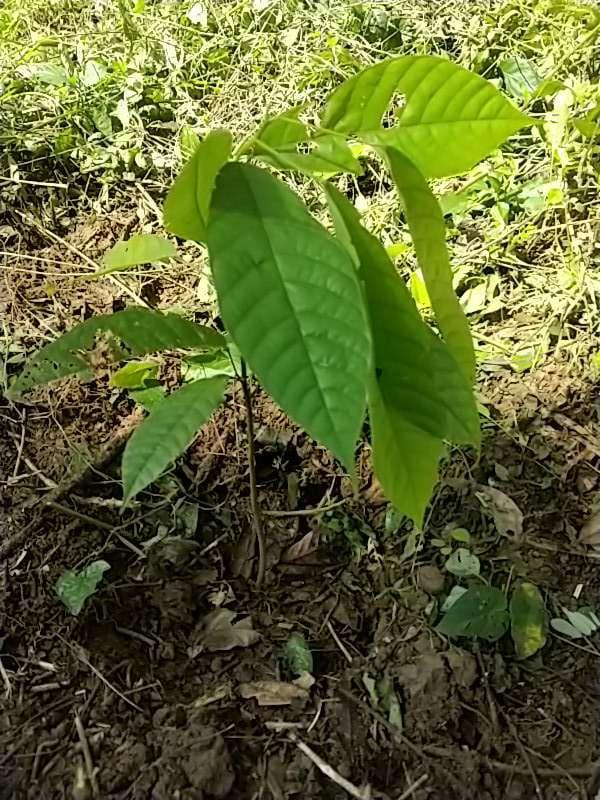 tree image