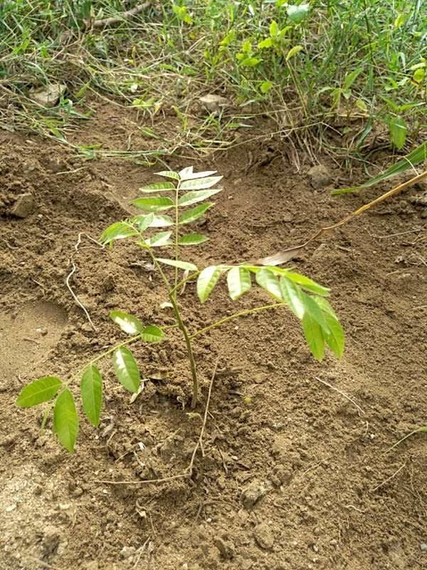 tree image