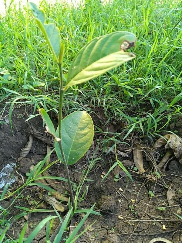 tree image