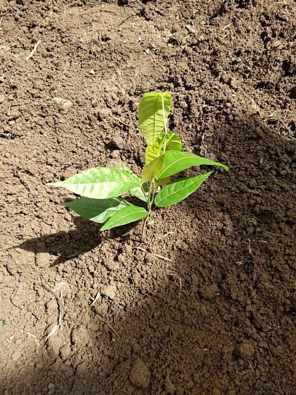 tree image