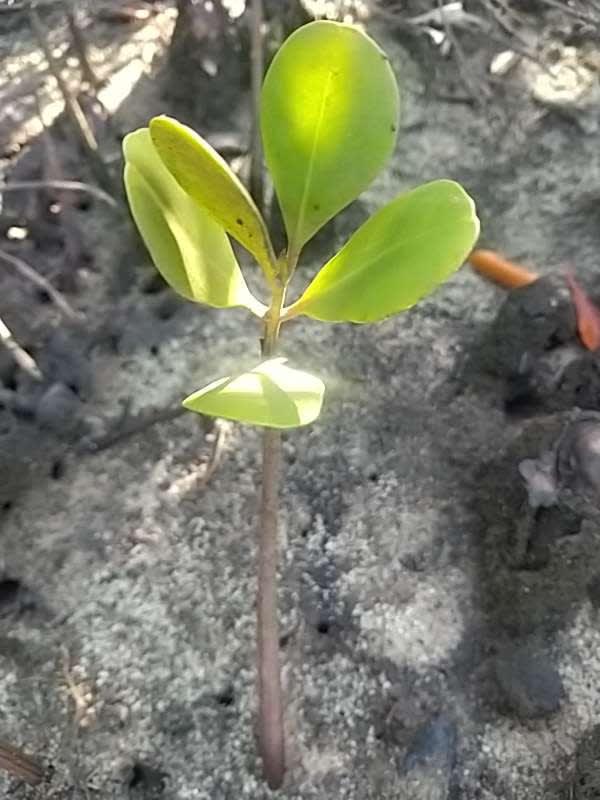 tree image